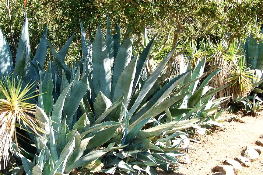 blue_agave.jpg